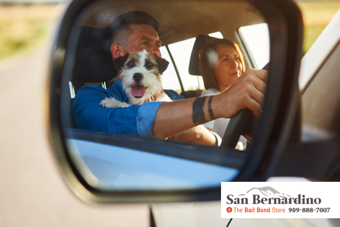 driving with dog in lap california laws